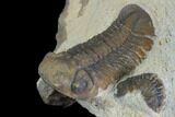 Reedops Trilobite - Foum Zguid, Morocco #125278-3